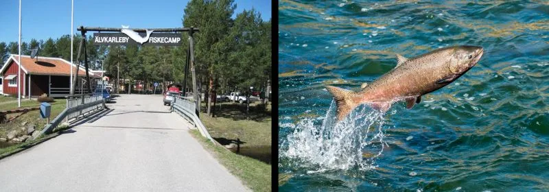 Älvkarleby fiskecamping
